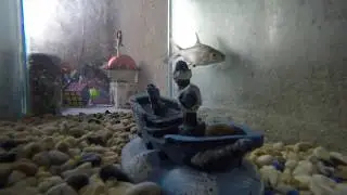 Pecesitos en 4K