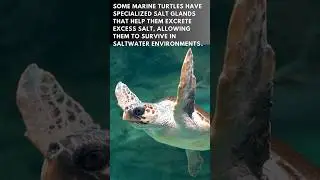 Swimming in Silence || The Aquatic Ballet of Turtles ||discover with sabi #youtube #viral #shorts