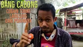 Bang Cadong cobain Tomat langsung dari pohonnya