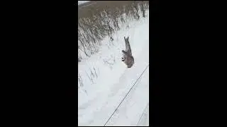 Отзыв на сеть  Ловля щеглов