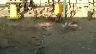 Дележ территории