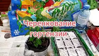 Черенкую гортензию пильчатую.