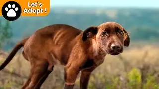 Veterinario Cruel Casi Destroza La Vida De  Este Perro !