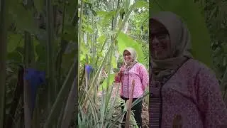 Serasi itu penting #jawa #lucu #cuan #kaya #indah