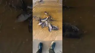 отпустил всю рыбу