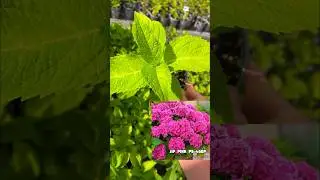Гортензия 450р отправка июль 2024г Воронеж. Ватсап 89081463844 Мария.#hydrangea #гортензия #цветы
