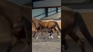 Velantis/Ampere colt bred by CNDC #warmbloodfoal #dressagefoal