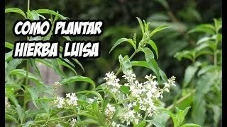 How to Plant Lemon Verbena | Ivan's Garden