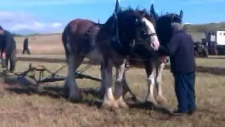 Saline vintage plough horse