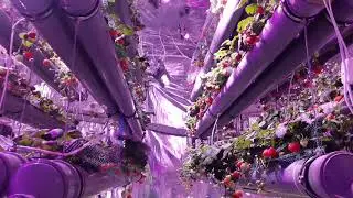 Клубничная ферма на гидропонике DeepSunGrow круглый год.