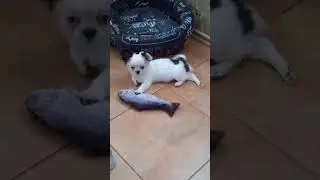 продажа! щенок чихуахуа длинношерстная девочка, белая с голубым.