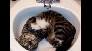 Приколы с домашними животными коты