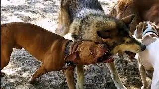 Бури ва ит уруши🤪