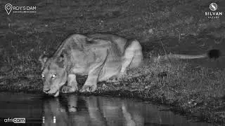 Silent Hunter Stops for a Sip at Roy’s Dam