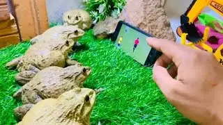 FROG WATCHING FOOTBALL 🏈 funny frog 🐸 #funny #frog
