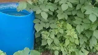 борюсь  с травой, посу курей.