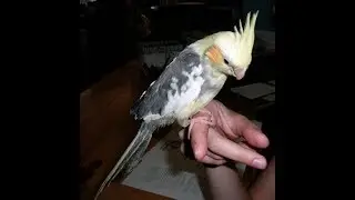 Funny Bird Videos || Awesome Compilation 2017