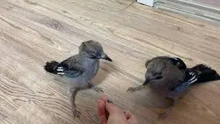 МОИ МАЛЕНЬКИЕ СОЙКИ 💙