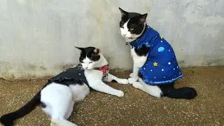 Suara kucing panggil temannya, everyday so funny
