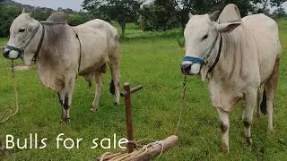 సేద్యం పనులకు గ్యారెంటీ ఉన్న దిట్టమైన ఆరు పళ్ళ కోడెలు అమ్మకానికి | Bulls for sale in Telangana