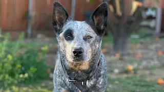 BLUE HEELER HERDING-INSTINCT TEST