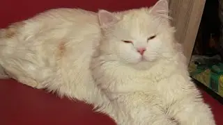 💥🛍Покупочки из Вайлберис😱 Истратила последние деньги👍😊Как вернуть невозвратный товар по браку!