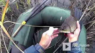 КАРАСИ МОНСТРЫ по ЛОКОТЬ тащат КАК САЗАН! на ПОПЛАВОК в КАМЫШАХ! КРУПНЯК АТАКУЕТ