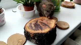 Крыса Масяня исследует кактусы