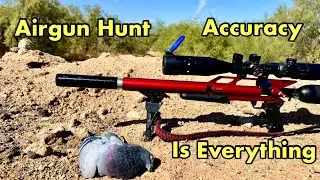 Airgun Pigeon Hunt | One of those days!