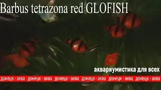 красный суматранский барбус глофиш, Barbus tetrazona red GLOFISH, аквариумные рыбки