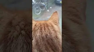 Ginger cat walking on the street #shorts
