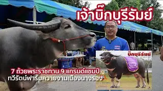 เจ้าบิ๊กบุรีรัมย์ ตัวเป็นๆ  ✅   7 ถ้วยพระราชทาน 9 แกรดน์แชมป์  [ทวีรัตน์ฟาร์ม ควายงามเมืองนางรอง]