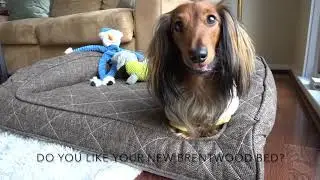 Django Tries Out His New Brentwood Home Runyan Dog Bed