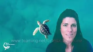 Sostieni le Tartarughe Marine su Teaming