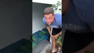 SAVING MY PET TURTLES