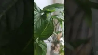 🍃🍃🍃Предстоит большая работа с растюхами😩 Поддержи, поставь пальчик вверх❤ 