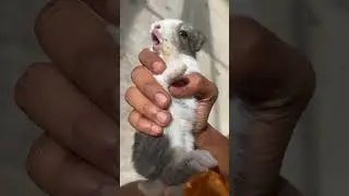 Baby Rabbit Cute Sound Part 2#rabbit#cute#shorts