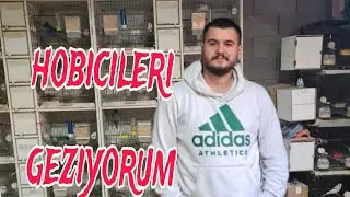 AKVARYUM HOBİCİLERİNİ GEZİYORUM