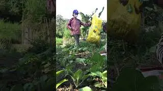 harvesting bokchoy/pechay after 4 weeks 🥬🧤 #pechay #vegetablegarden #fypシ