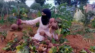 الطبخ في غابات الجزائر 🌳🌳جني البتراف وتحضير اطباق متنوعة 😋😋