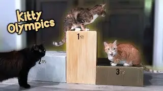 If Cats were in the Olympics