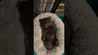 When it's only Wednesday but you're ready for the weekend sleep-in.  #wombatwednesday