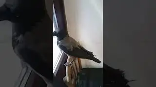 Ворона и Кот зашли в магазин такие дела. 