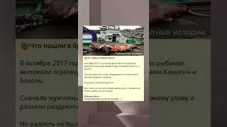 🤯Что нашли в брюхе акулы?