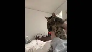 Коты. Доброе утро Cats. Good Morning