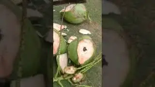 Lagu Manggarai "Embong Anak"(Tanpa Vocal.