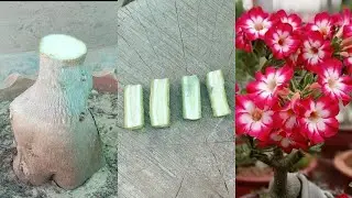 Adenium Multiple Flower Grafting Technique | How To Graft Desert Rose Plant