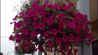 🥀Всходы ПЕТУНИИ и ВЕРБЕНЫ🥀