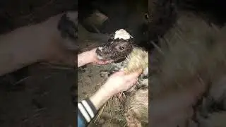 Рождение телёнка. Неописуемая радость,надо смотреть:))))