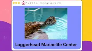 Loggerhead Marinelife Center - 2023 Virtual Learning Experiences